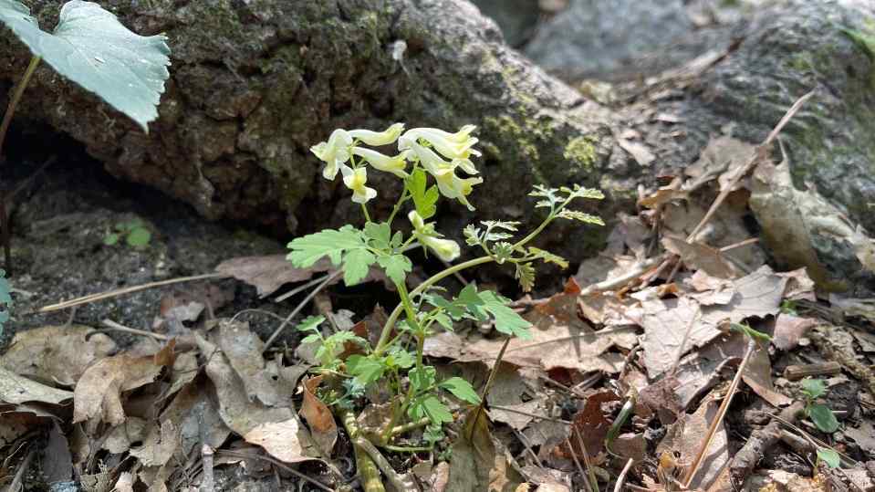 산책길 이야기 26 원문에 실린 그림 또는 사진 9