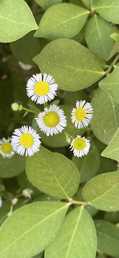 산책길 이야기 28 원문에 실린 그림 또는 사진 10