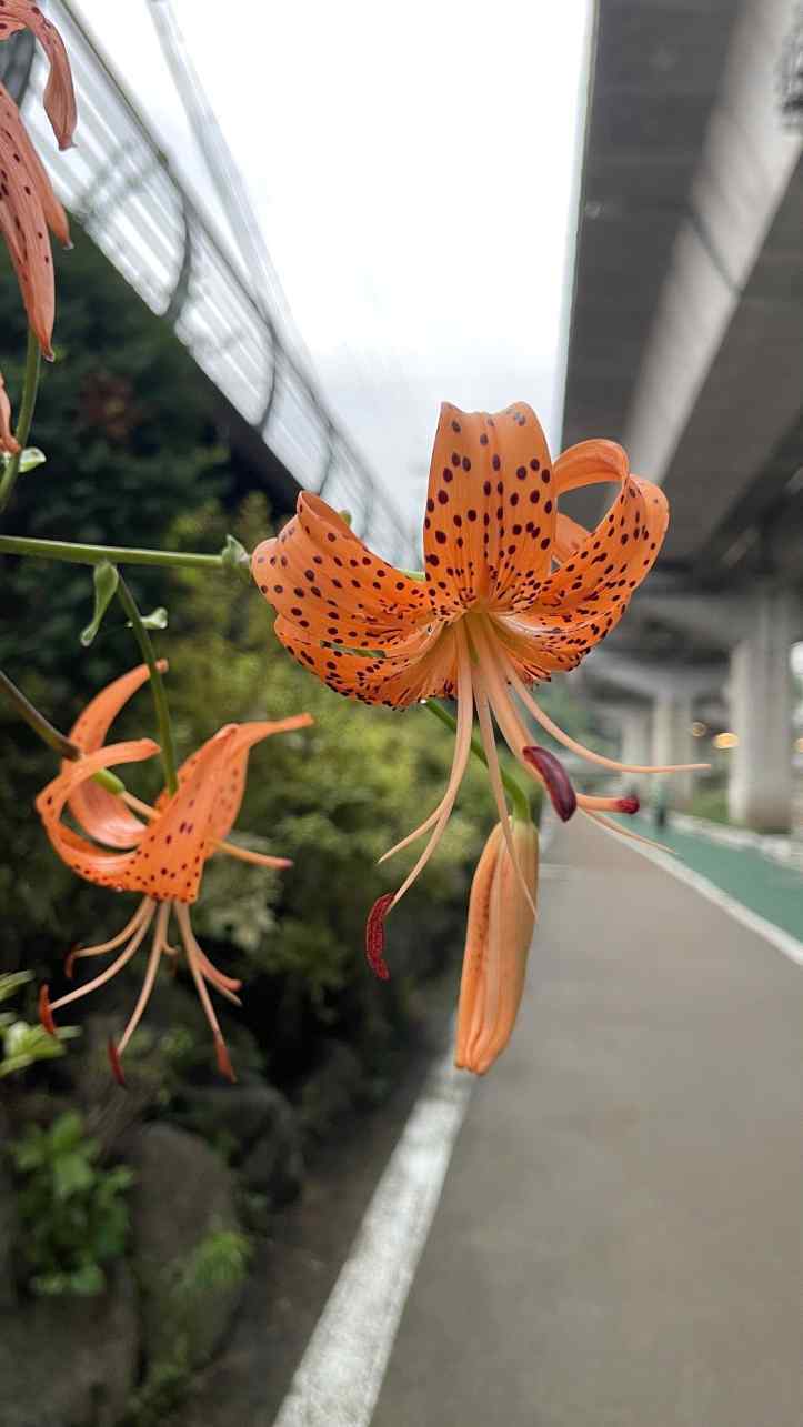산책길 이야기 29 원문에 실린 그림 또는 사진 4