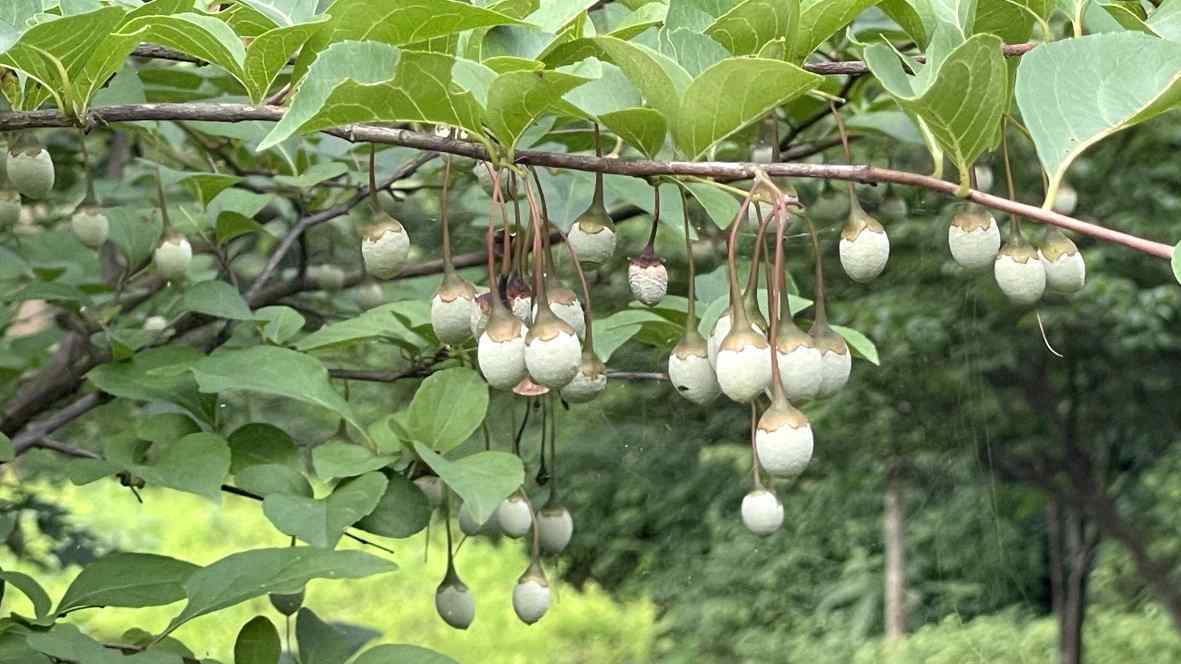 놀자숲 나뭇가지에 주렁주렁 달린 때죽나무 열매