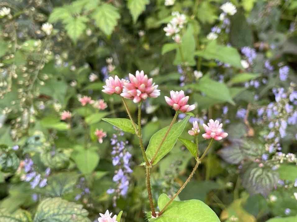 분홍 고마리와 보랏빛 산박하 꽃